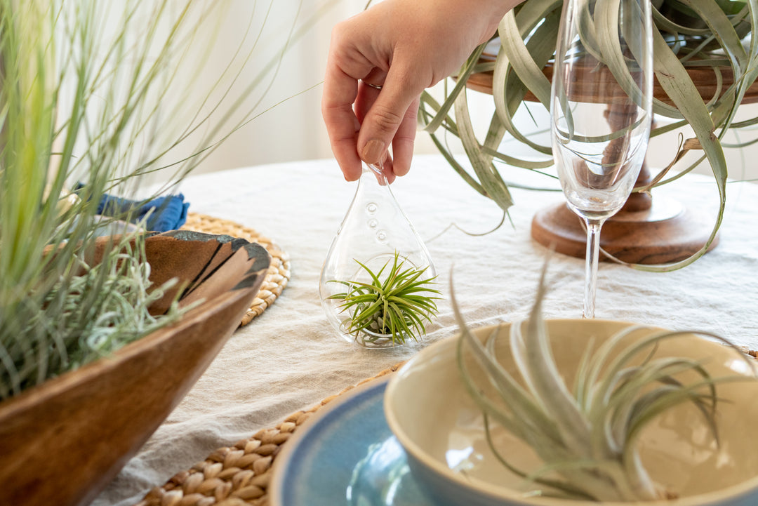 tillandsia air plant table decor