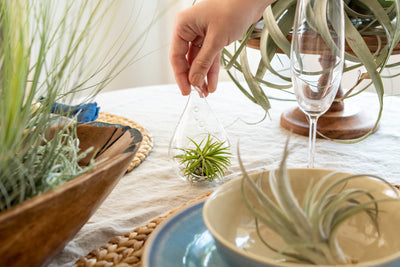 Air Plant Centerpieces for Your Next Hosting Party