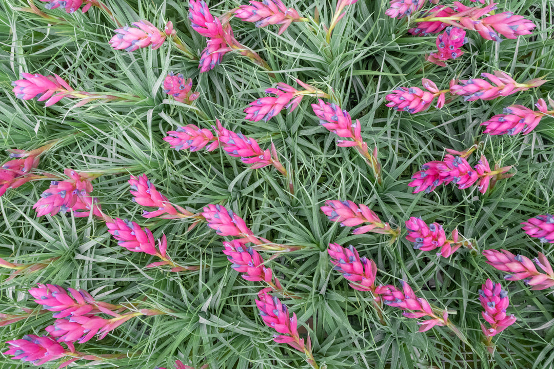 air plant tillandsia bloom