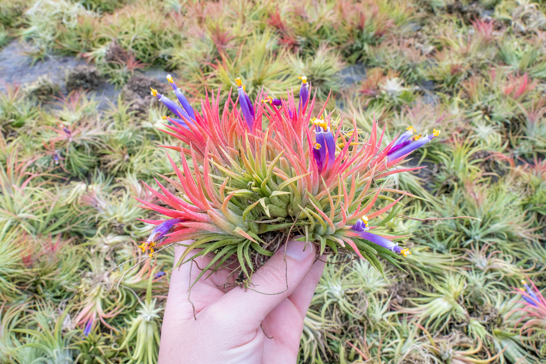 tillandsia ionantha air plants in blush and bloom