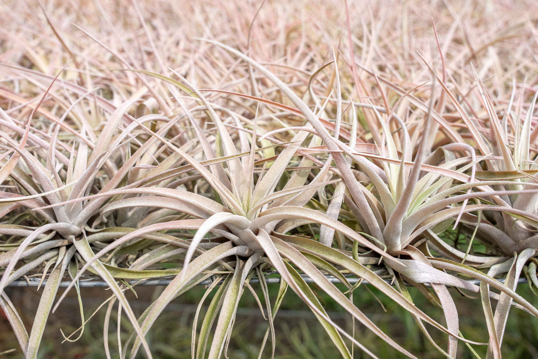 Air Plant Spotlight: Tillandsia Capitata Peach