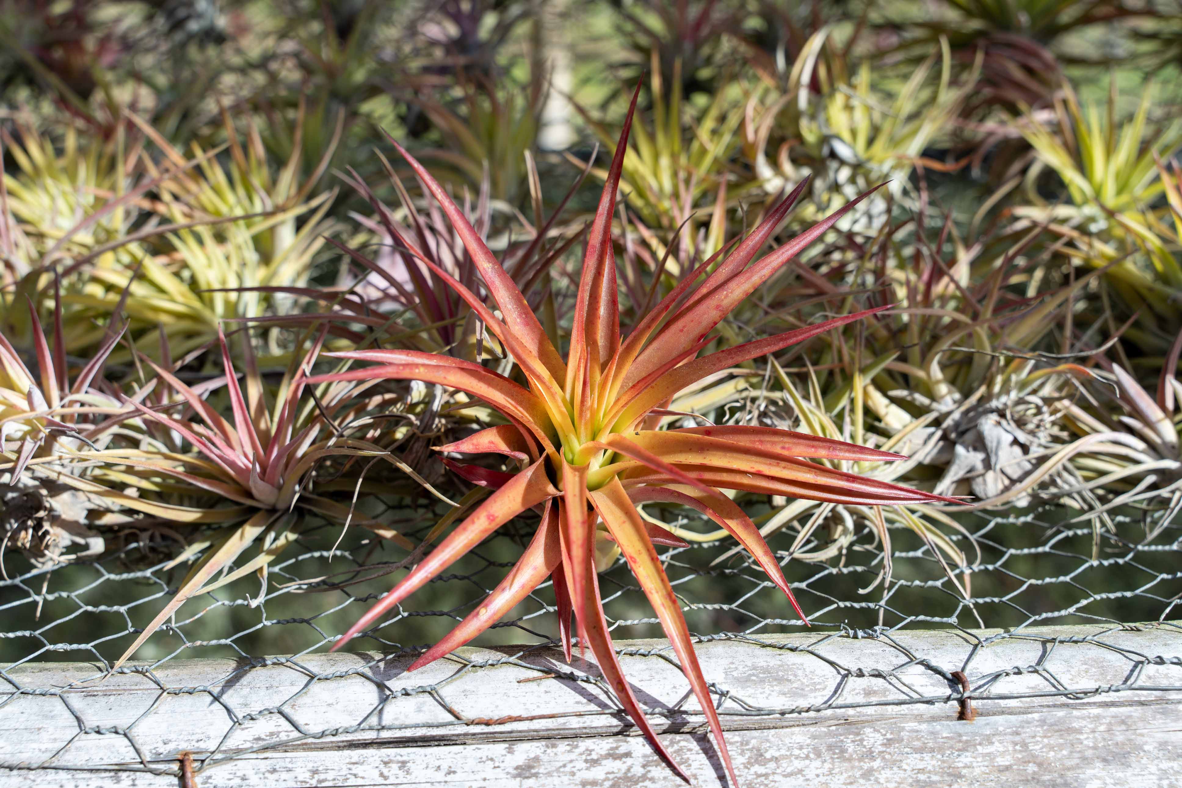 Air Plant outlets Tillandsia 'Brachycaulos' 100pc