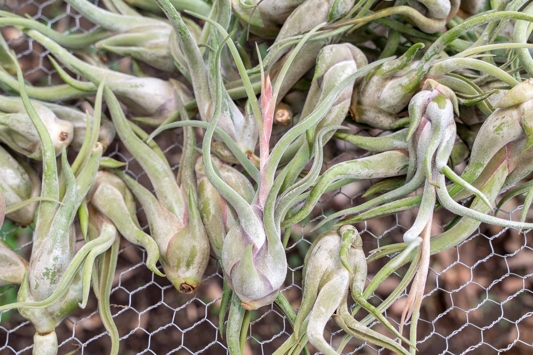 air plant tillandsia caput medusae