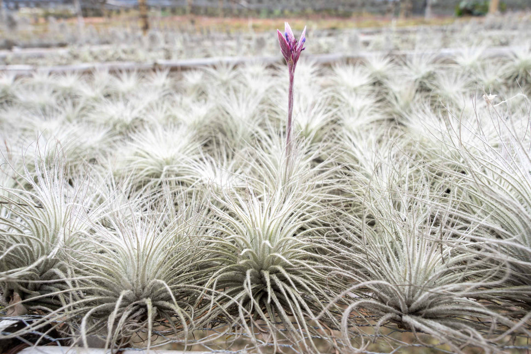 tillandsia tectorum ecuador air plant