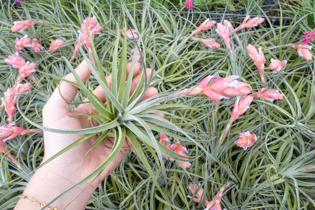 air plant tillandsia stricta hybrid