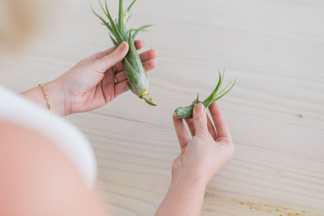 Tillandsia air plant propagation care tutorial how to