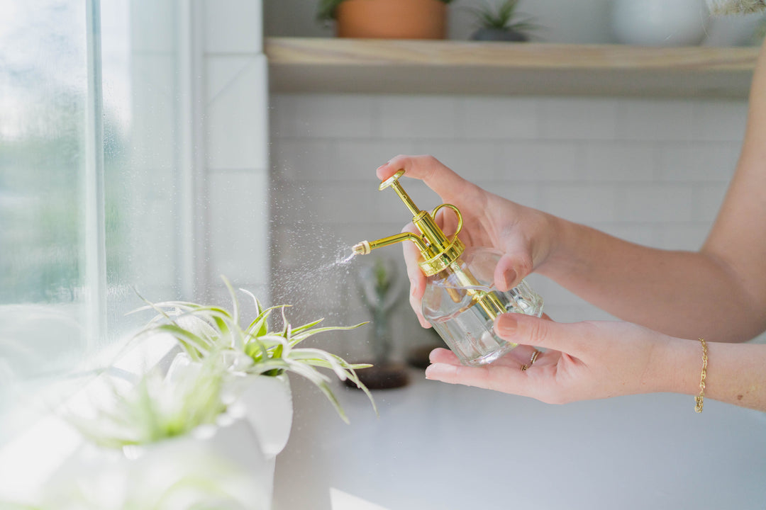 a person misting tillandsia air plants on a windowsill