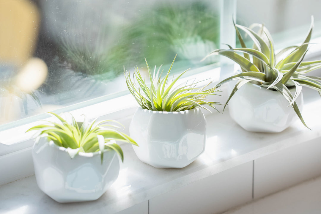 three geometric containers with assorted tillandsia air plants in a windowsill