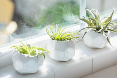 Bright Sunlight and Air Plants: How Much Light Exposure Does Your Plant Need?
