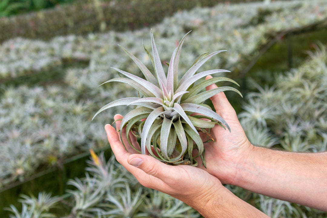 tillandsia air plant harrisii 'Himnorum'