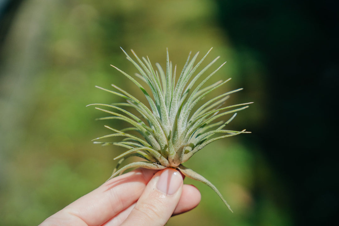 air plant tillandsia ionantha guatemala