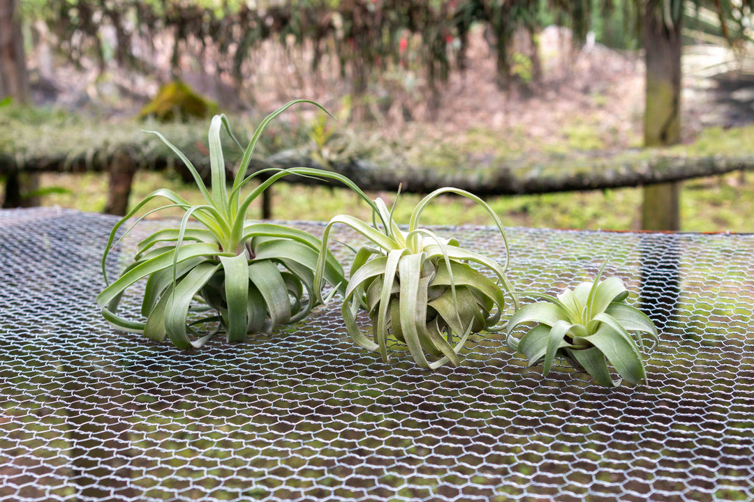 air plant tillandsia streptophylla