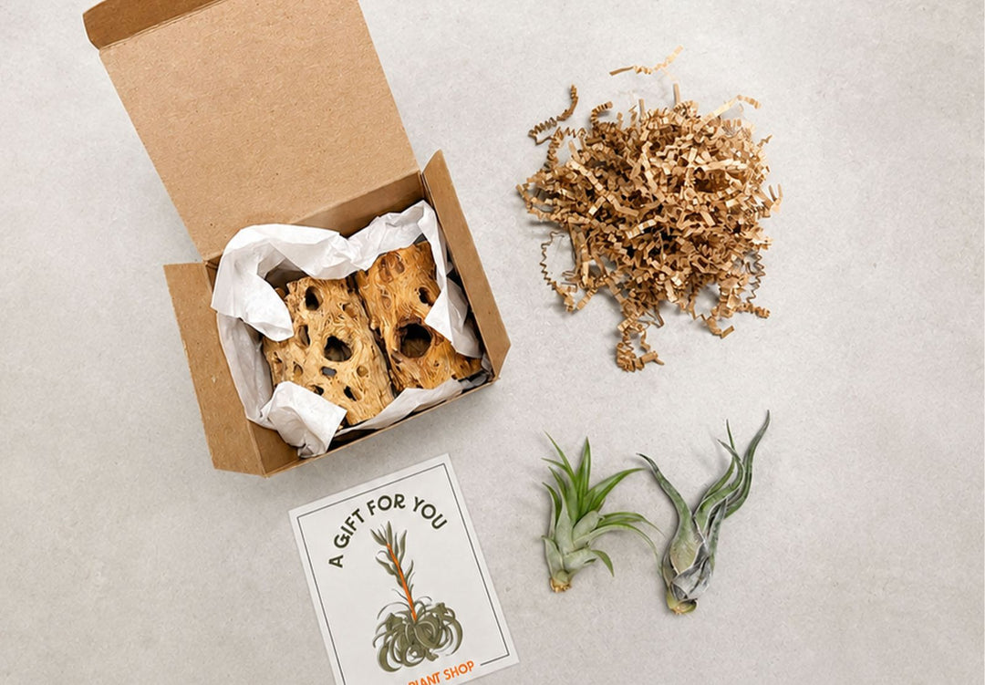 Corporate Gifting with Air Plants