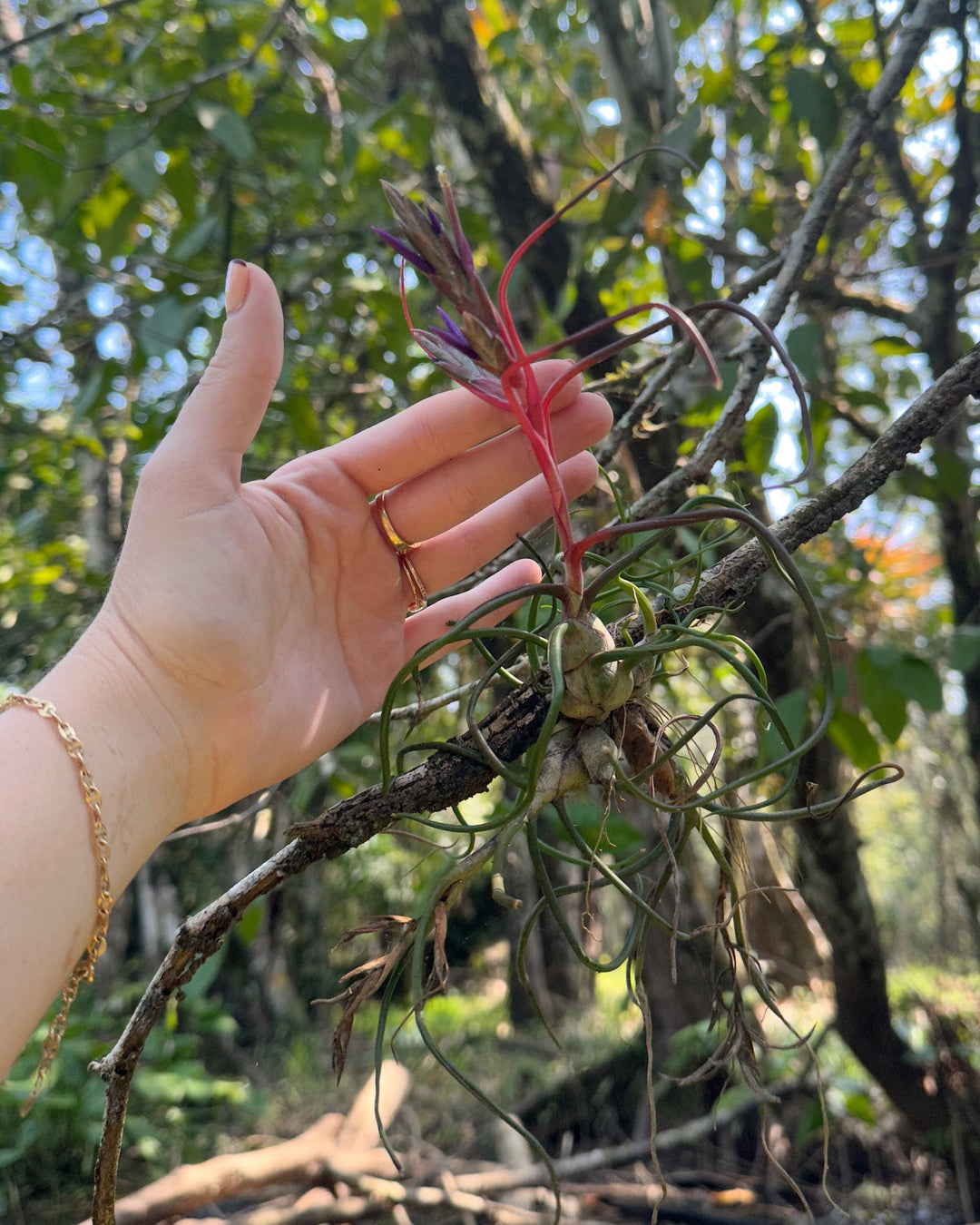 Mesic, Xeric & Hydric Air Plants: Understanding Your Tillandsia's Native Climate