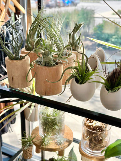 Starting A Successful Retail Business with Air Plants