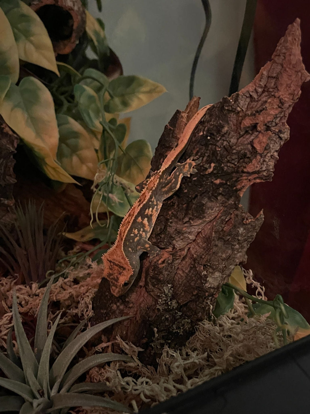 air plant tillandsia reptile gecko display