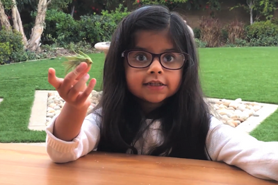 [Video] Air Plants: Explained By a 6-Year-Old