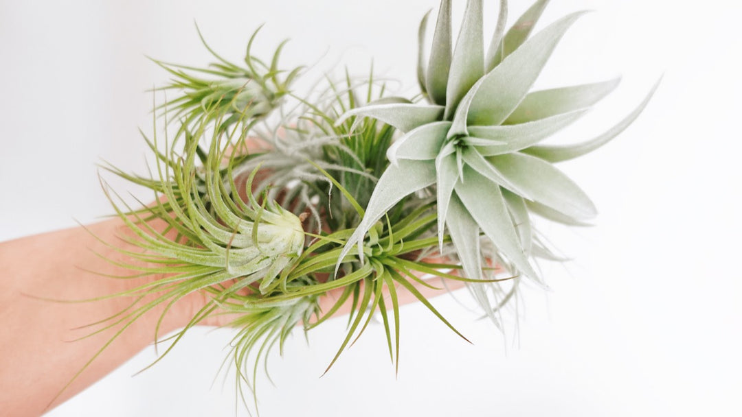 hand holding assorted tillandsia air plants