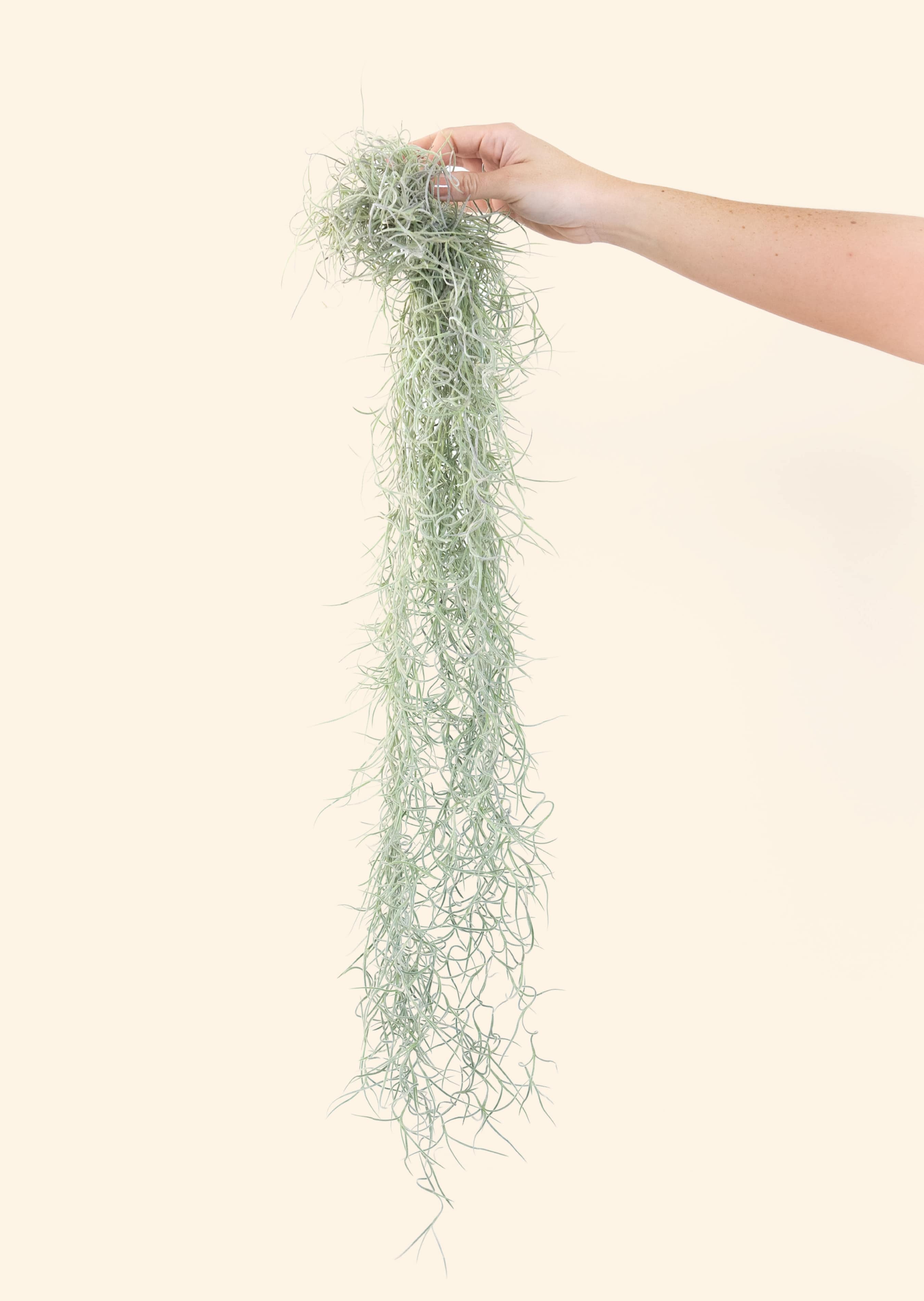 Colombia Thick Spanish Moss / Tillandsia Usneoides