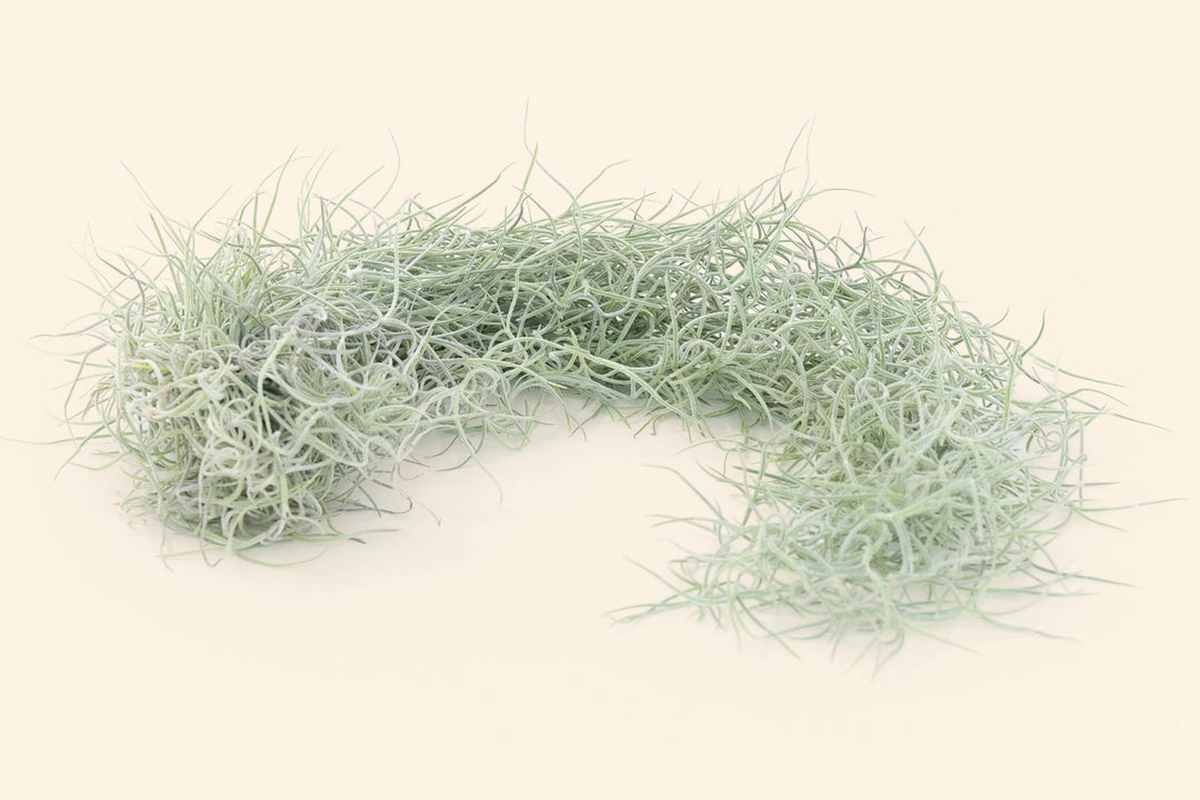 Colombia Thick Spanish Moss / Tillandsia Usneoides  [1, 3 or 5 Pack]