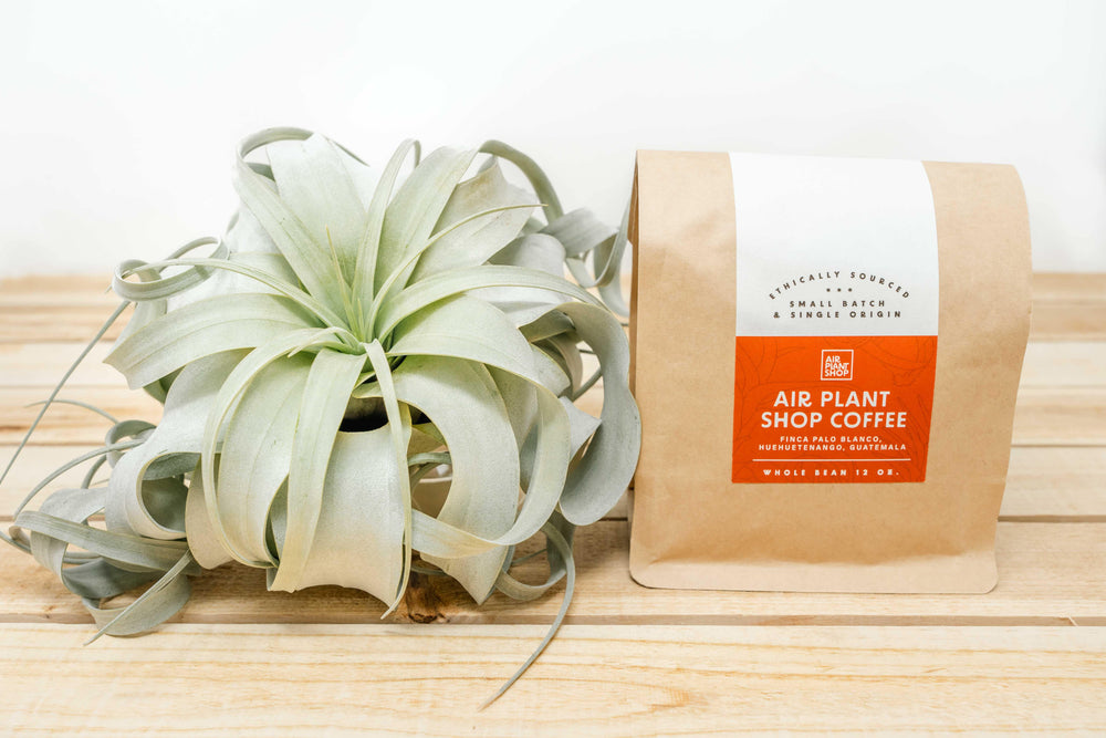 air plant shop coffee bag next to a tillandsia xerographica air plant