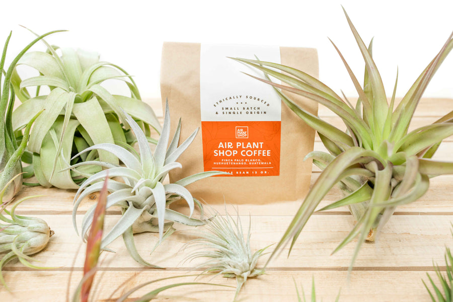 air plant shop coffee bag surrounded by tillandsia air plants