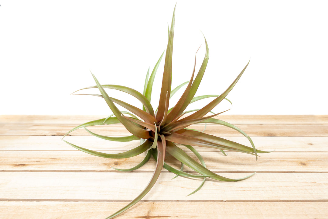 Tillandsia Capitata Red Air Plants [1, 3 or 5 Pack]