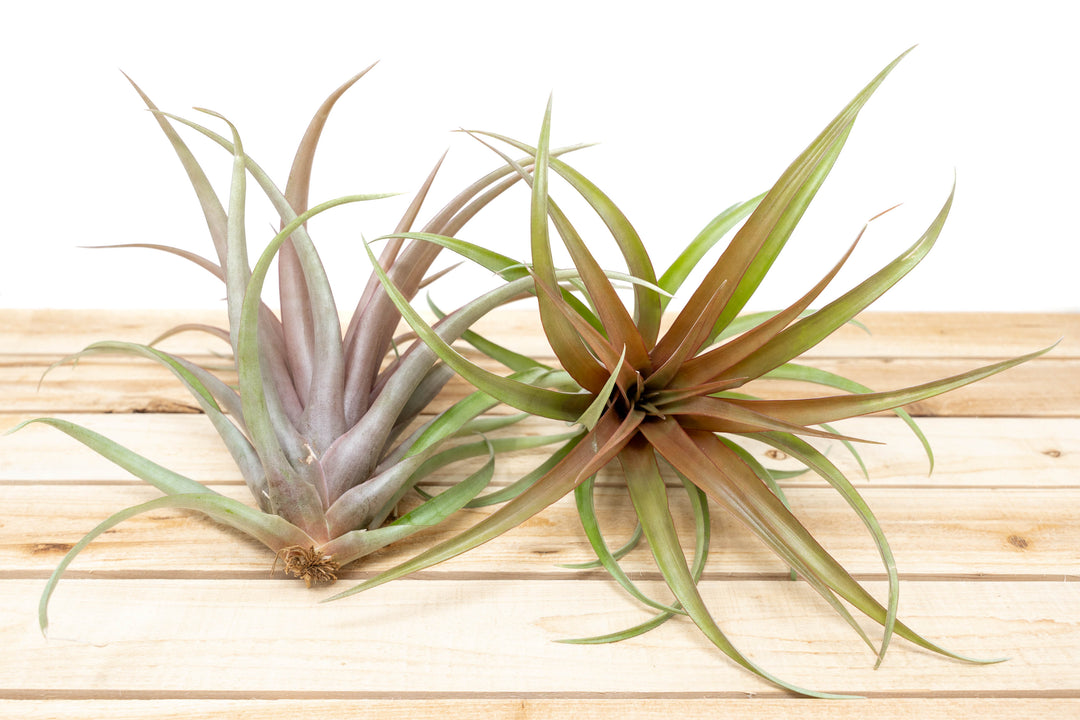 Tillandsia Capitata Red Air Plants [1, 3 or 5 Pack]