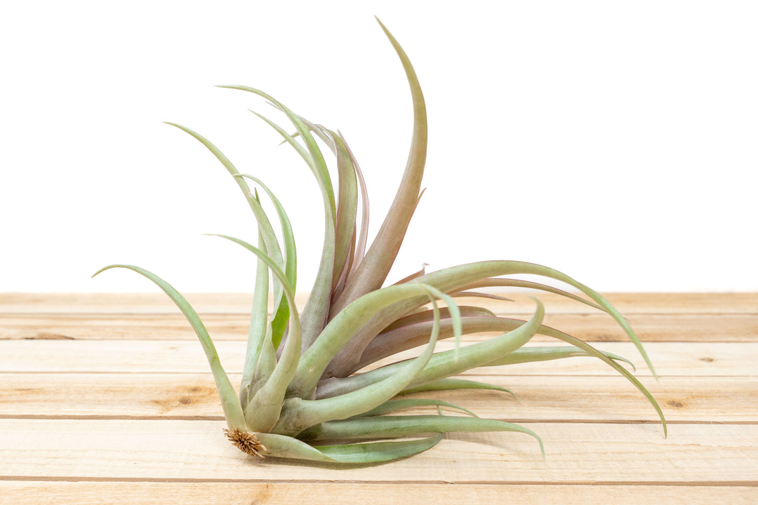 Tillandsia Capitata Red Air Plants [1, 3 or 5 Pack]