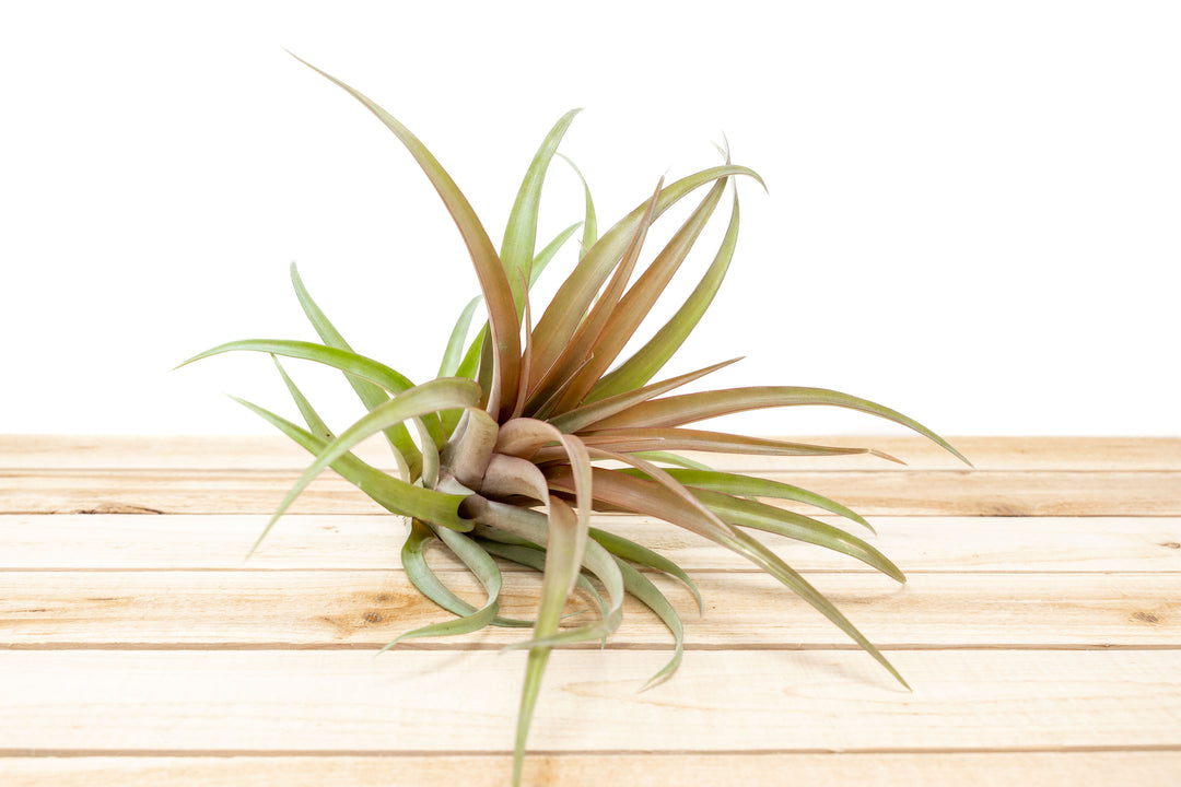 Tillandsia Capitata Red Air Plants [1, 3 or 5 Pack]