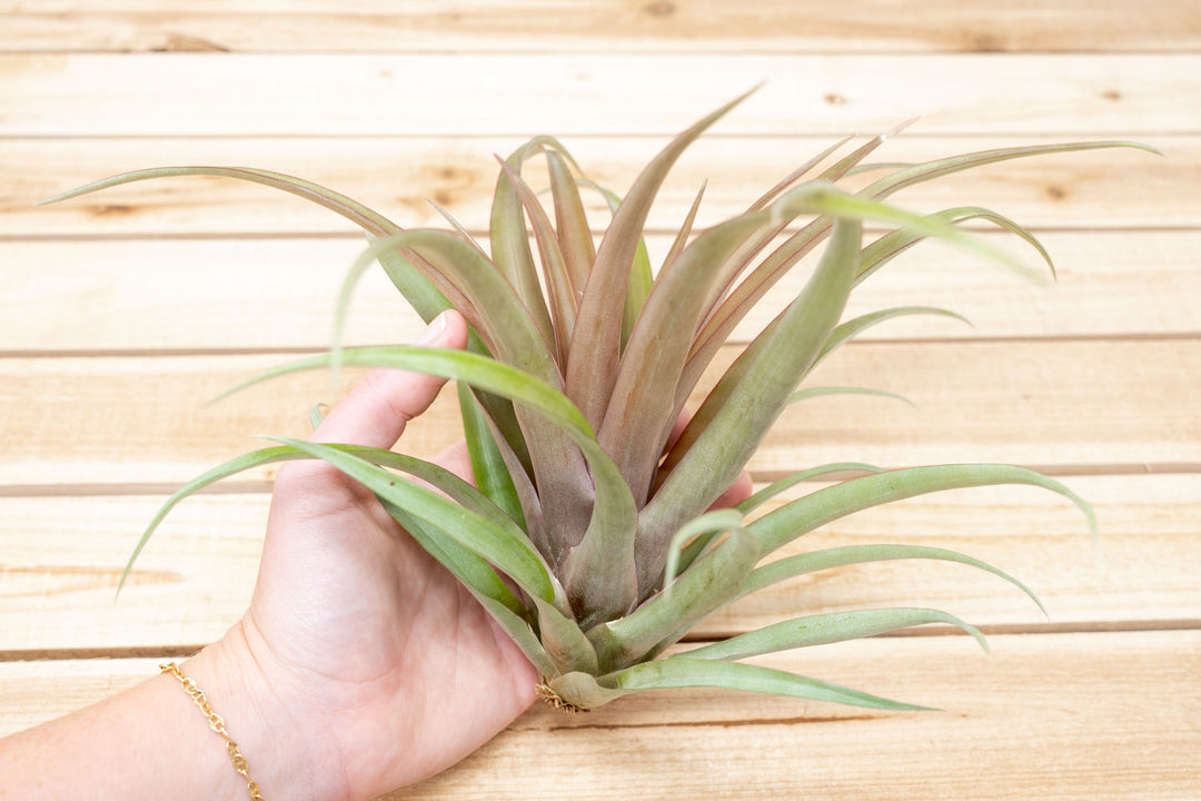 Tillandsia Capitata Red Air Plants [1, 3 or 5 Pack]