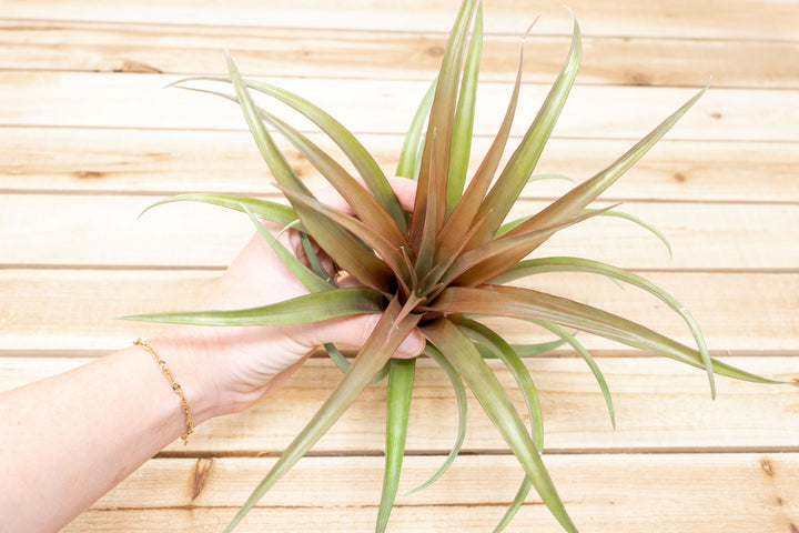 Tillandsia Capitata Red Air Plants [1, 3 or 5 Pack]