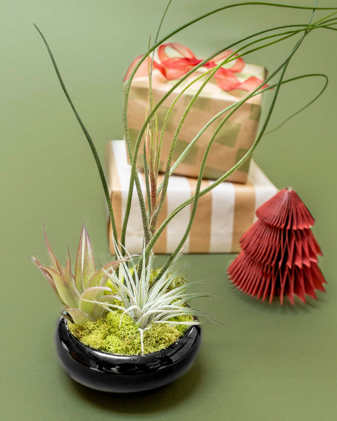 Fully Assembled Tillandsia Air Plant Garden in Black Glazed Dish