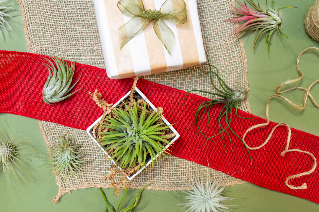 $1 Black Friday Deal: Small & Medium Grab Bag Plants $1.00 Each [10, 20 or 30 Pack]