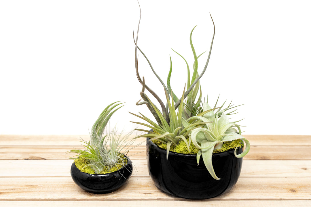 Large Fully Assembled Air Plant Bowl Garden