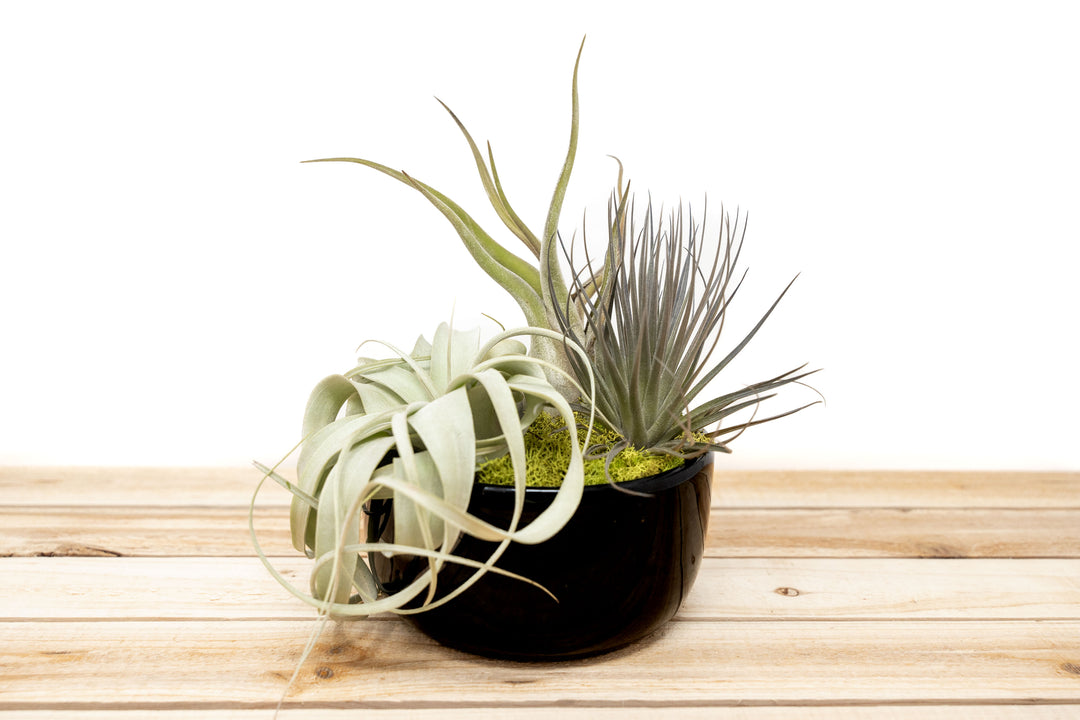 potted air plants Large Fully Assembled Air Plant Bowl Garden