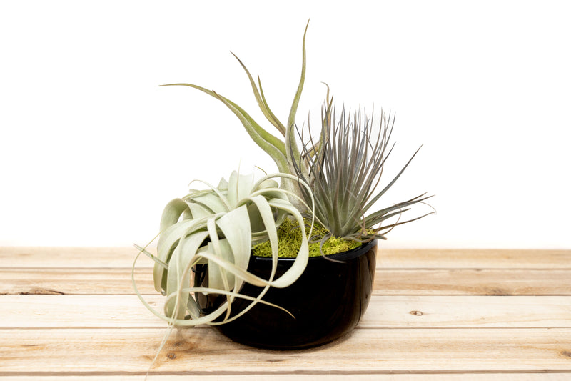 Wholesale: Large Fully Assembled Air Plant Bowl Garden [Min Order 6]