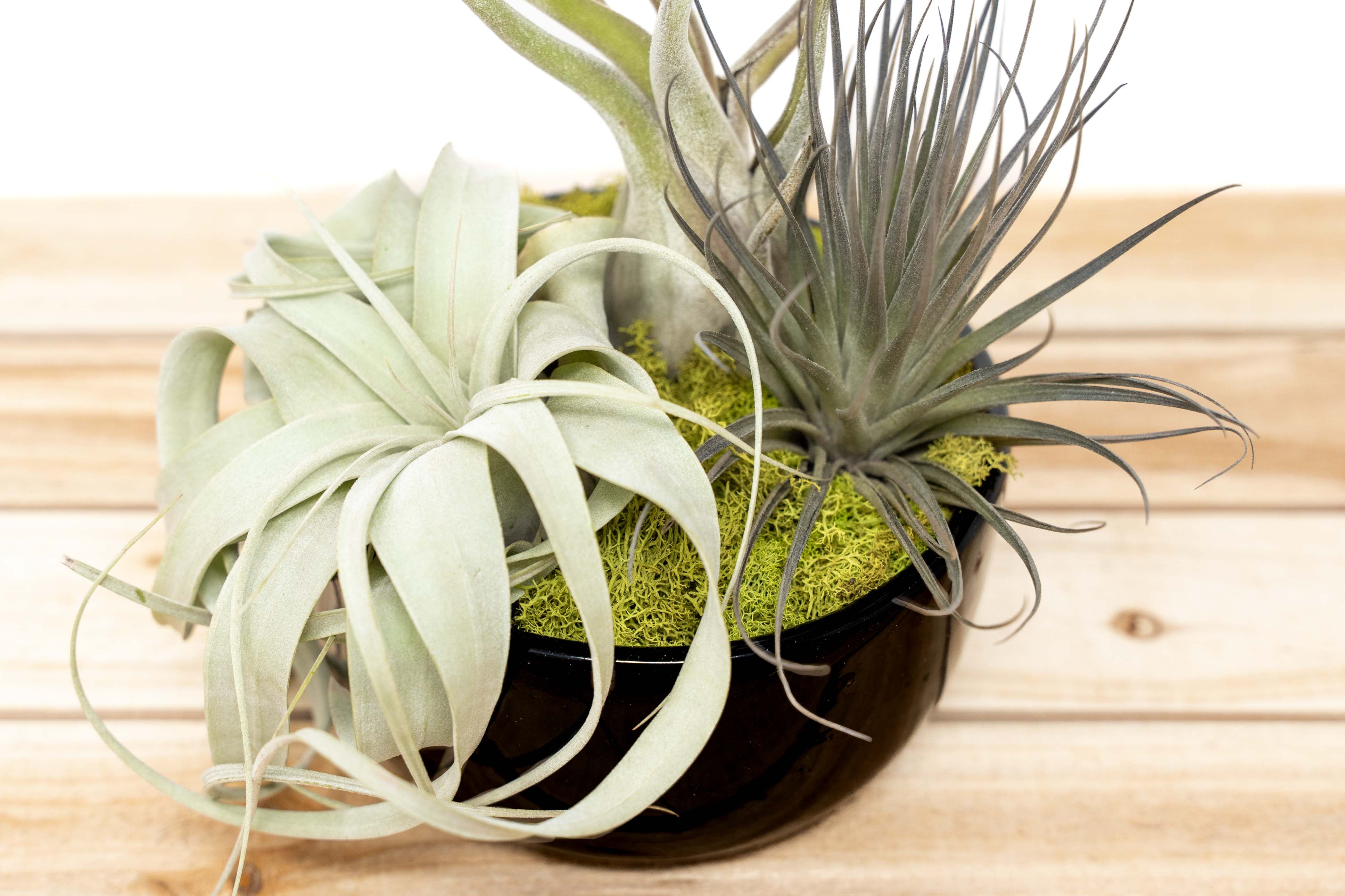 Carved Wood Bowl filled with buy a variety of Air Plants, 12 healthy plants!