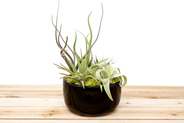 Large Fully Assembled Air Plant Bowl Garden