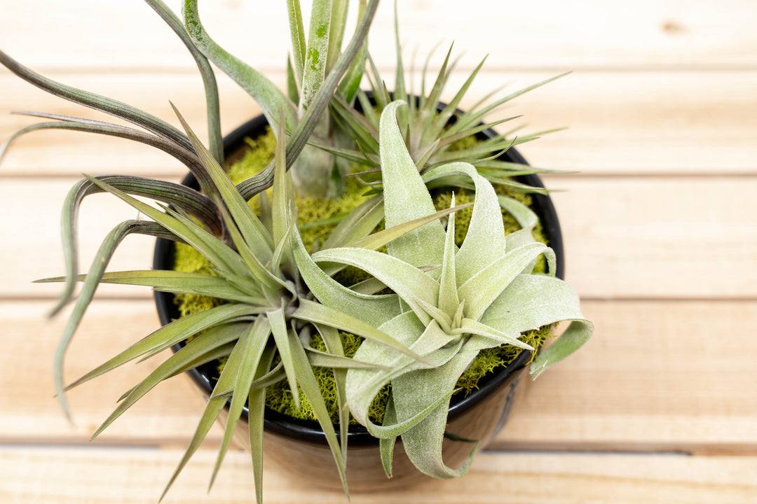 air plant potting Large Fully Assembled Air Plant Bowl Garden – Air Plant Shop