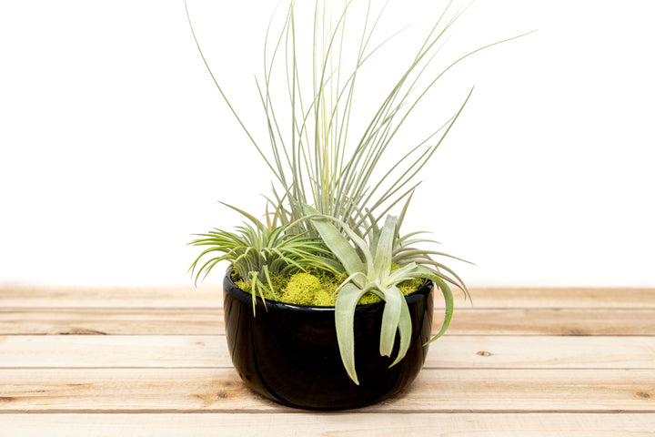 bowl pot plant Large Fully Assembled Air Plant Bowl Garden – Air Plant Shop