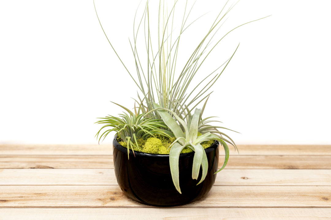 Large Fully Assembled Air Plant Bowl Garden