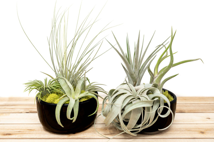 Large Fully Assembled Air Plant Bowl Garden