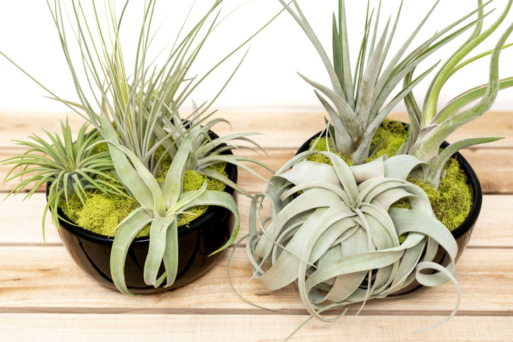 large faux air plant Large Fully Assembled Air Plant Bowl Garden