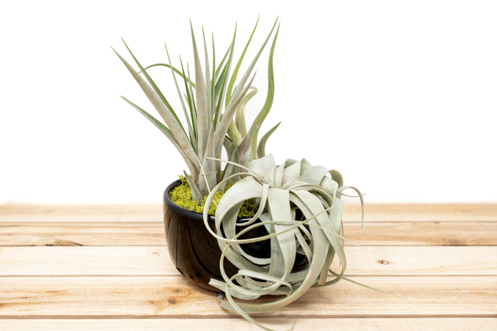 pottery barn air plant Large Fully Assembled Air Plant Bowl Garden – Air Plant Shop