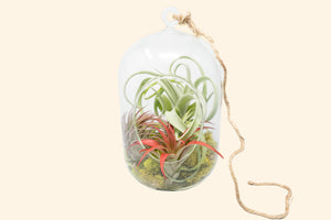 Capsule Terrarium with Moss and Tillandsia Air Plants