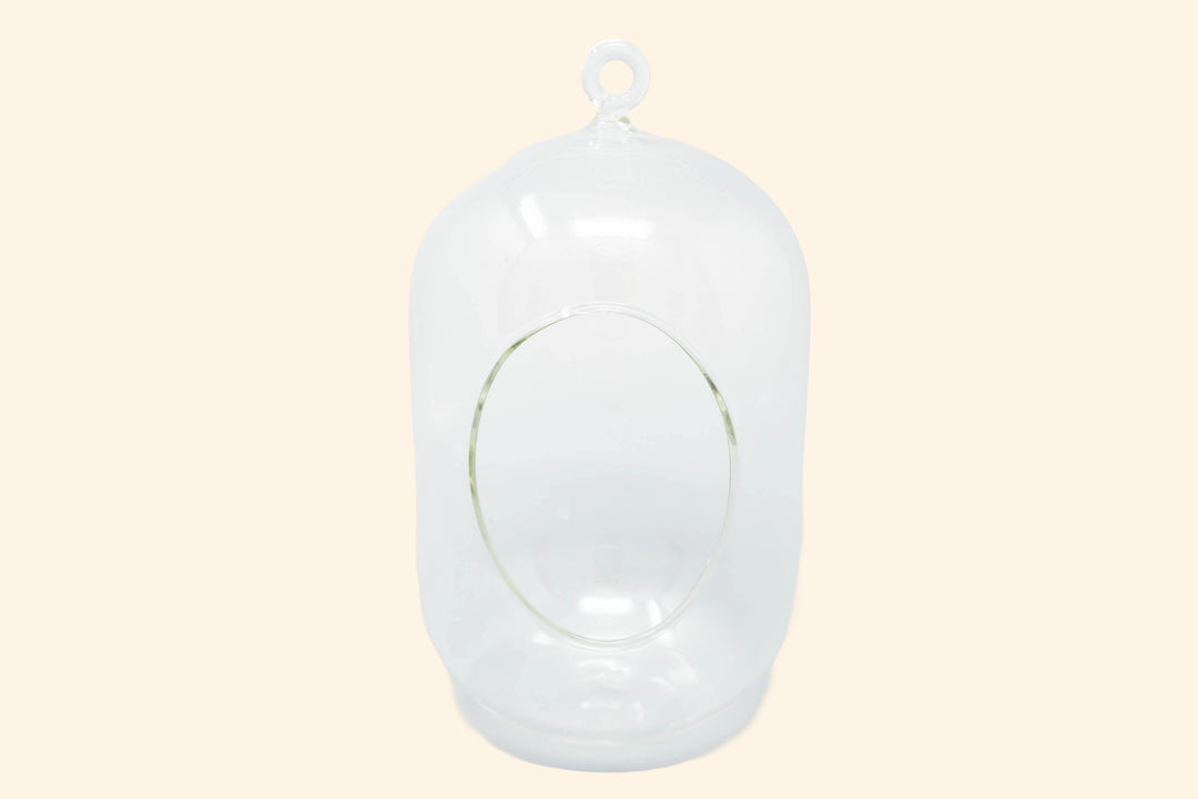 Capsule Terrarium with Moss and Tillandsia Air Plants