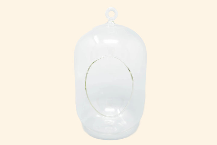Capsule Terrarium with Moss and Tillandsia Air Plants