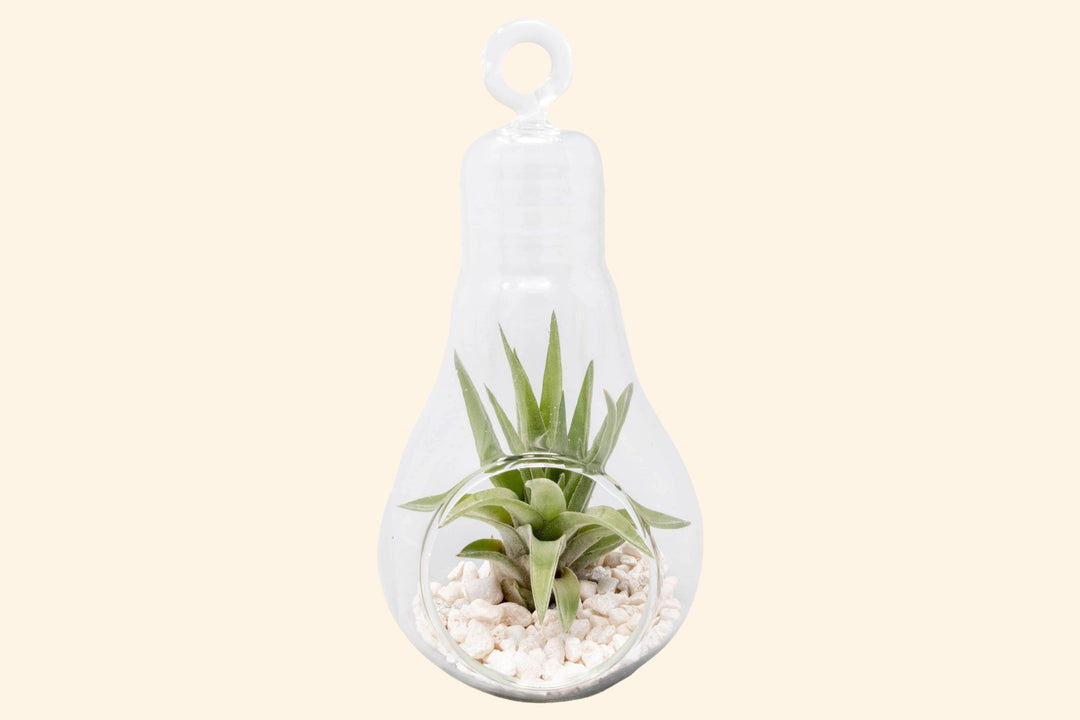 Hanging Light Bulb Terrarium with Crushed White Stones and Tillandsia Air Plant