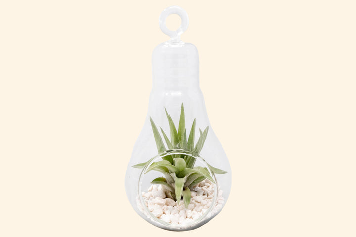 Hanging Light Bulb Terrarium with Crushed White Stones and Tillandsia Air Plant